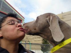 Dog kennel San Francisco